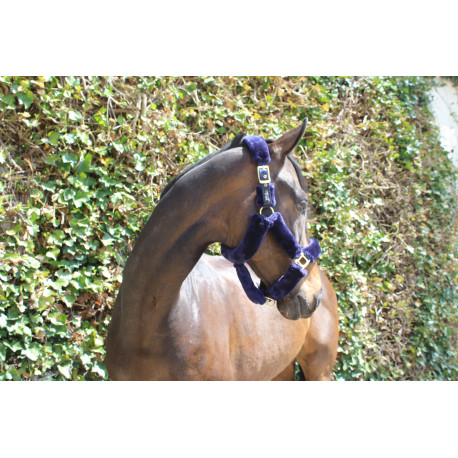 LICOL TEDDY BLUEGOLD